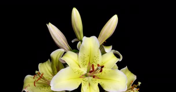 Um buquê de lindos lírios amarelos floresce em um lapso de tempo em um fundo preto, vídeo 4k — Vídeo de Stock