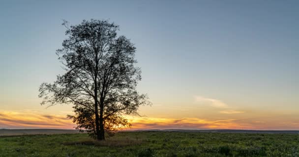 Hiperlapso alrededor de un árbol solitario en un campo durante el atardecer, hermoso lapso de tiempo, paisaje otoñal — Vídeo de stock