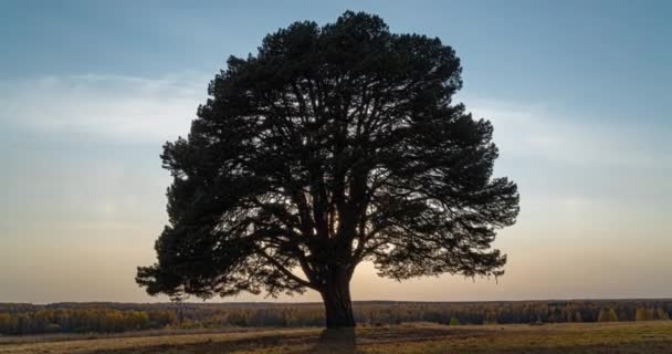 Hyperlapse rond een eenzame boom in een veld tijdens zonsondergang, mooie tijdspanne, herfstlandschap — Stockvideo