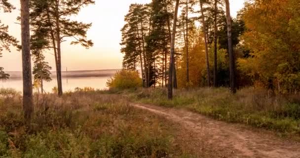 Die Herbstsonne scheint durch die Äste einer großen verzweigten Kiefer — Stockvideo