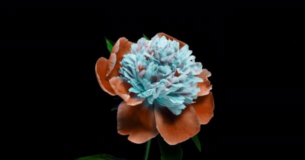 Fundo Peony azul bonito. Floração peônia flor aberta, lapso de tempo 4K UHD vídeo timelapse — Vídeo de Stock