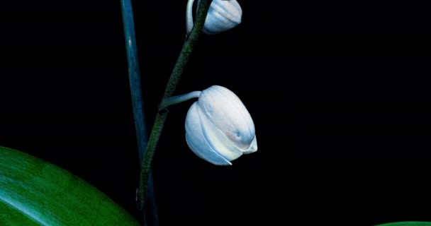 Vackra blå ovanliga Orkidé blommor blommar på svart bakgrund, närbild. 4K Timelapse. — Stockvideo