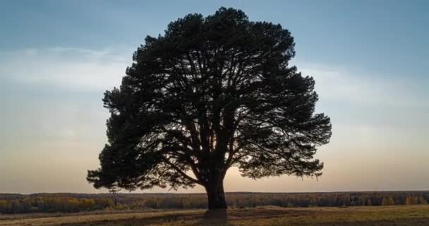 Hyperlapse intorno ad un albero solitario in un campo durante il tramonto, bel time lapse, paesaggio autunnale — Video Stock