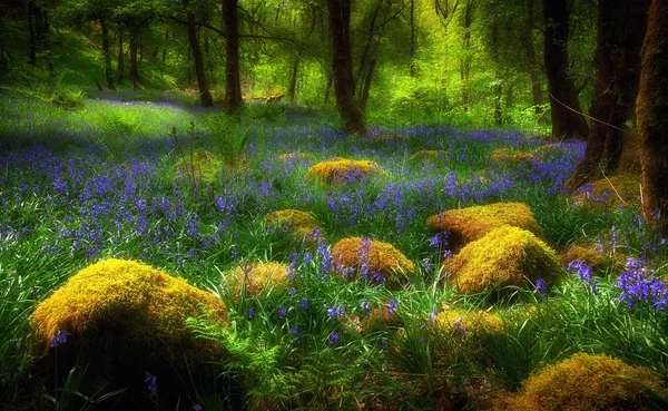 Kayalar Glynneath, South Wales, İngiltere'de ormanlık Bluebells ve yosun kaplı