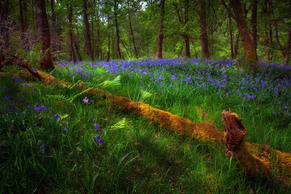 Blauglocken Und Ein Toter Baum Den Wäldern Von Glynbelow South — Stockfoto