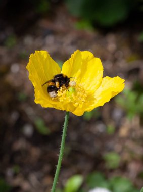 Arı polen bir Galli poppy, çok yıllık sarı çiçekli bitki haşhaş aile Gelincikgiller toplama sarı Welsh poppya arı üzerinde. 