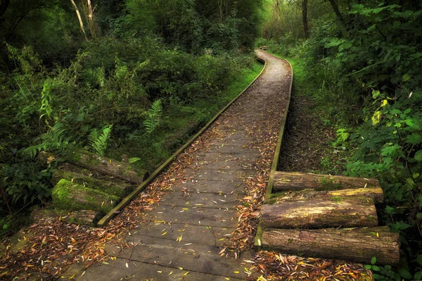 Wooden Walkway Lush Forest Start Autumn — Stock Photo, Image
