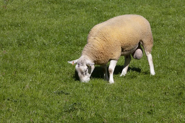 Brecon Galler Ngiltere Bir Alanda Koç — Stok fotoğraf