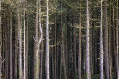 Gower yarımadasında Whiteford plajı kenarında bir çam ağacı ormanı, Swansea, Güney Galler, İngiltere