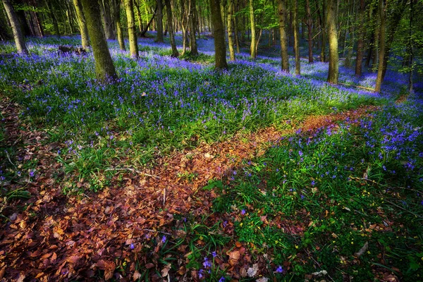 Ein Pfad Durch Britische Blauglocken Einem Zehn Hektar Großen Wald — Stockfoto