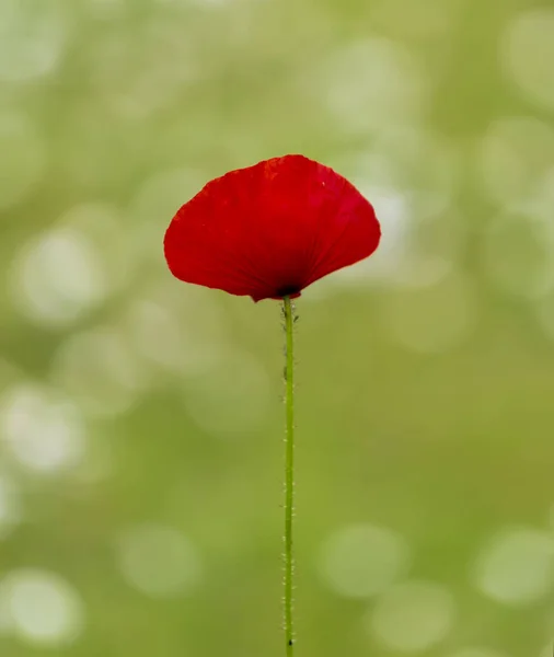 赤いケシの実 色鮮やかな花びらと第 次世界大戦の記憶の象徴のためしばしば大きくケシ家族ケシ科 多年生草本草花 — ストック写真