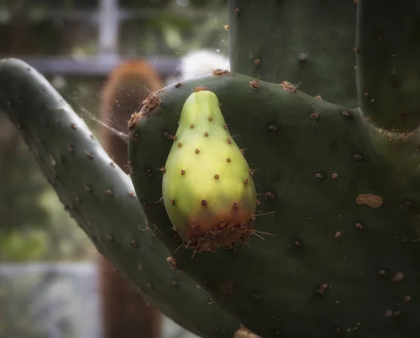 Kolczowate Cactusopuntia Potocznie Nazywana Opuncja Rodzaj Rodziny Kaktusów Kaktusów Lub — Zdjęcie stockowe