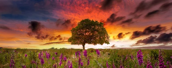 Foxgloves Solo Tree Sunset Brecon Beacons South Wales — Stock fotografie