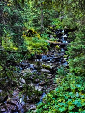 Ormanda güzel bir şelale