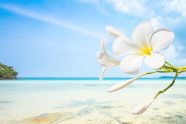 Plumeria 'nın beyaz kumları ve açık mavi gökyüzü üzerindeki güzel mavi denizi..