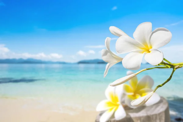 Foco Suave Plumeria Con Arena Blanca Hermoso Mar Azul Sobre — Foto de Stock