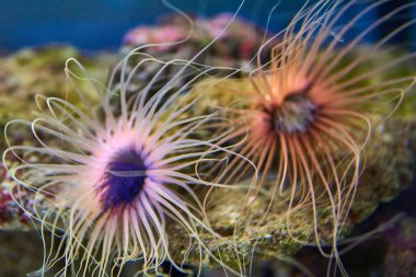 Soyut Renkler içinde deniz anemon. Tonda