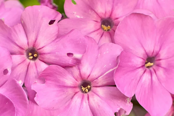 Texturen Blommorna Trädgården — Stockfoto
