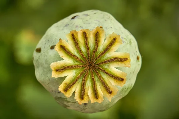 Klaproos Capsules Groene Achtergrond — Stockfoto