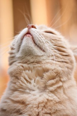 Kırmızı kedi yazın mavi gökyüzüne bakar.