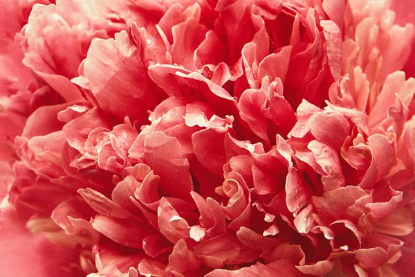 Abstract pink peony flower background in summer. Toned