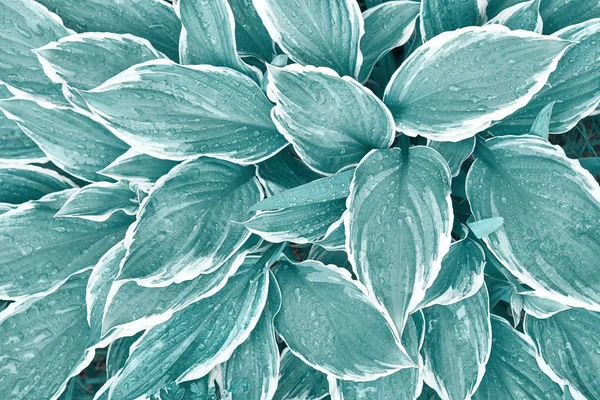 夏の庭でホストの花の青い葉の抽象的な背景 ロイヤリティフリーのストック画像