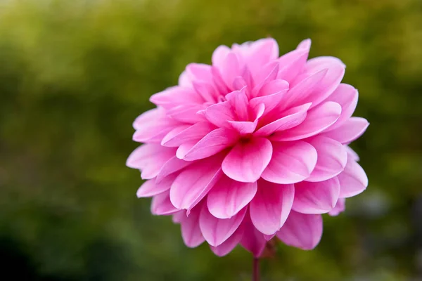 Zbliżenie Pink Dahlia w ogrodzie. — Zdjęcie stockowe