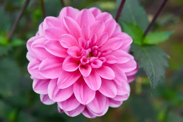 Primer plano Dalia rosa en el jardín . —  Fotos de Stock