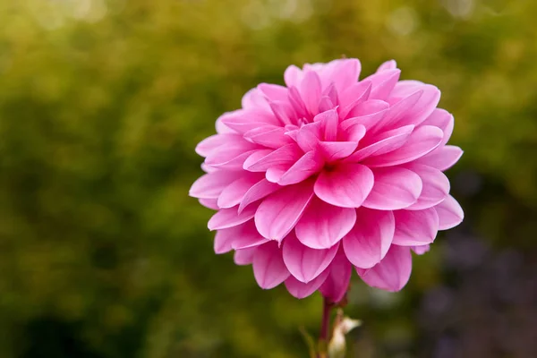 Zbliżenie Pink Dahlia w ogrodzie. — Zdjęcie stockowe