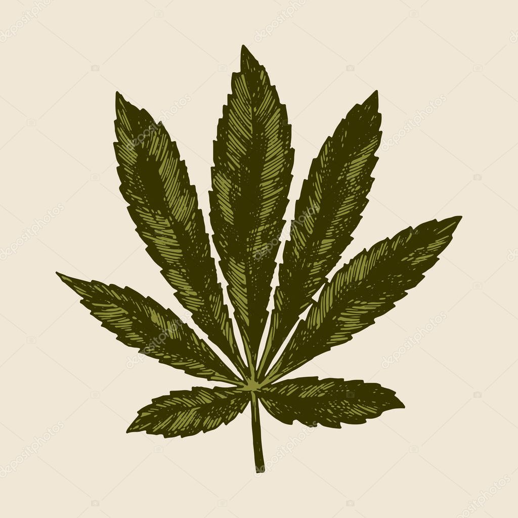 Retro indica drawing. marijuana leaf etching.