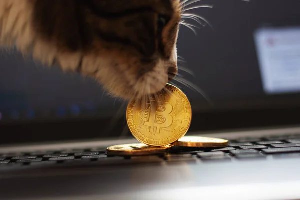 The concept of crypto-currencies, the production of bitcoin, ether. . Blockchain. Cat with a coin