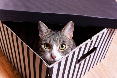 komik yavru kedi, kedi çizgili bir karton kutunun içinde oturuyor