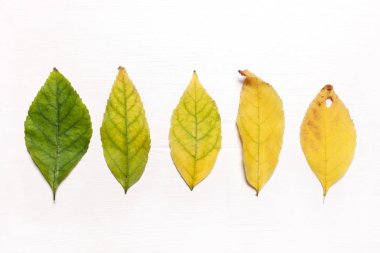 Sarı ve yeşil yaprakları üst üste. Düz görünüm. Sonbahar konsepti