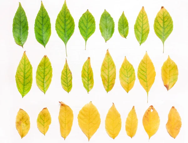 Achtergrond Van Gele Groene Bladeren Een Rij Platte Weergave Herfst — Stockfoto