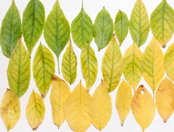 Fondo Hojas Amarillas Verdes Una Fila Vista Plana Concepto Otoño —  Fotos de Stock