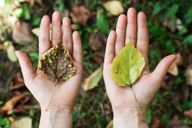 Doğa koruma, çevre, ekoloji, çevre kavramı. Ellerini, avuç içi bir ağaç yaprak. 