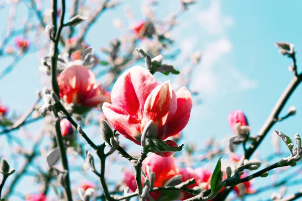 Prachtige Koraal Magnolia Bloemen Tegen Blauwe Hemelachtergrond — Stockfoto