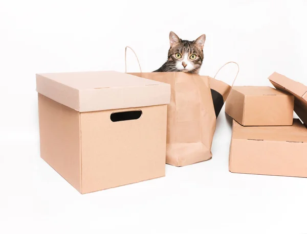 Roztomilý kočka vypadá z balíčku crafting. Kartónové krabice. Eco — Stock fotografie