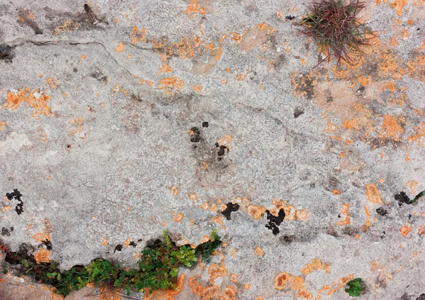 Régi kő szürke sárga narancssárga textúra lichen — Stock Fotó