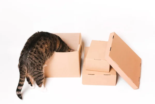 Kočka vypadá v kartónové krabici. Ekologické obaly. — Stock fotografie