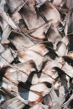 Palmiye eski ağaç kabuğu doku, Close-up