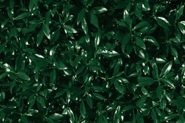 Dark green leaves. Abstract natural background clipart