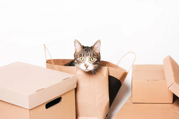 Kočka má vzhled krabice z lepenky — Stock fotografie