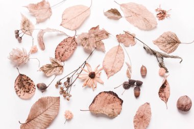 Arka plan yaratıcı sarı kuru yapraklar, meşe palamudu, ceviz, çiçekler