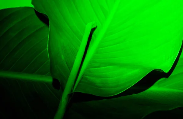 Koyu yeşil neon ışıklı bir yaprak. Soyut çiçek eğilimi arkaplanı.