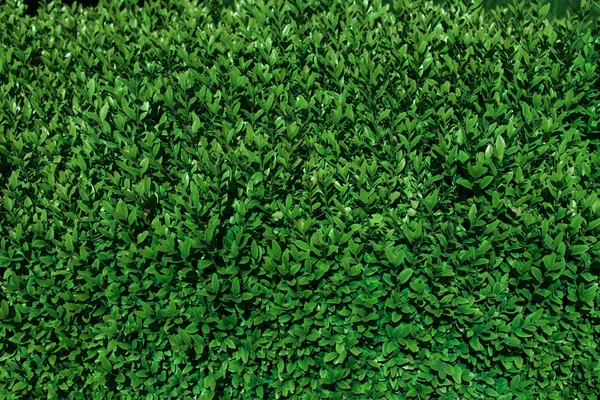 Fundo ecológico natural de folhas verdes . — Fotografia de Stock