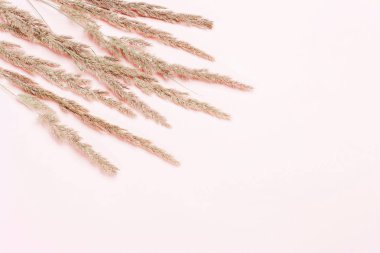 Kuru dikenler, pembe çimenler, mercan arka plan. Asgari A