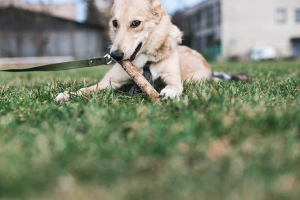 Beige dog, Husky nibbles a stick — Stock Photo, Image