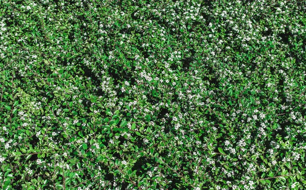 Fundo ecológico natural de folhas verdes e flores brancas . — Fotografia de Stock