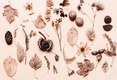 Arka plan yaratıcı sarı kuru yapraklar, meşe palamudu, ceviz, çiçekler